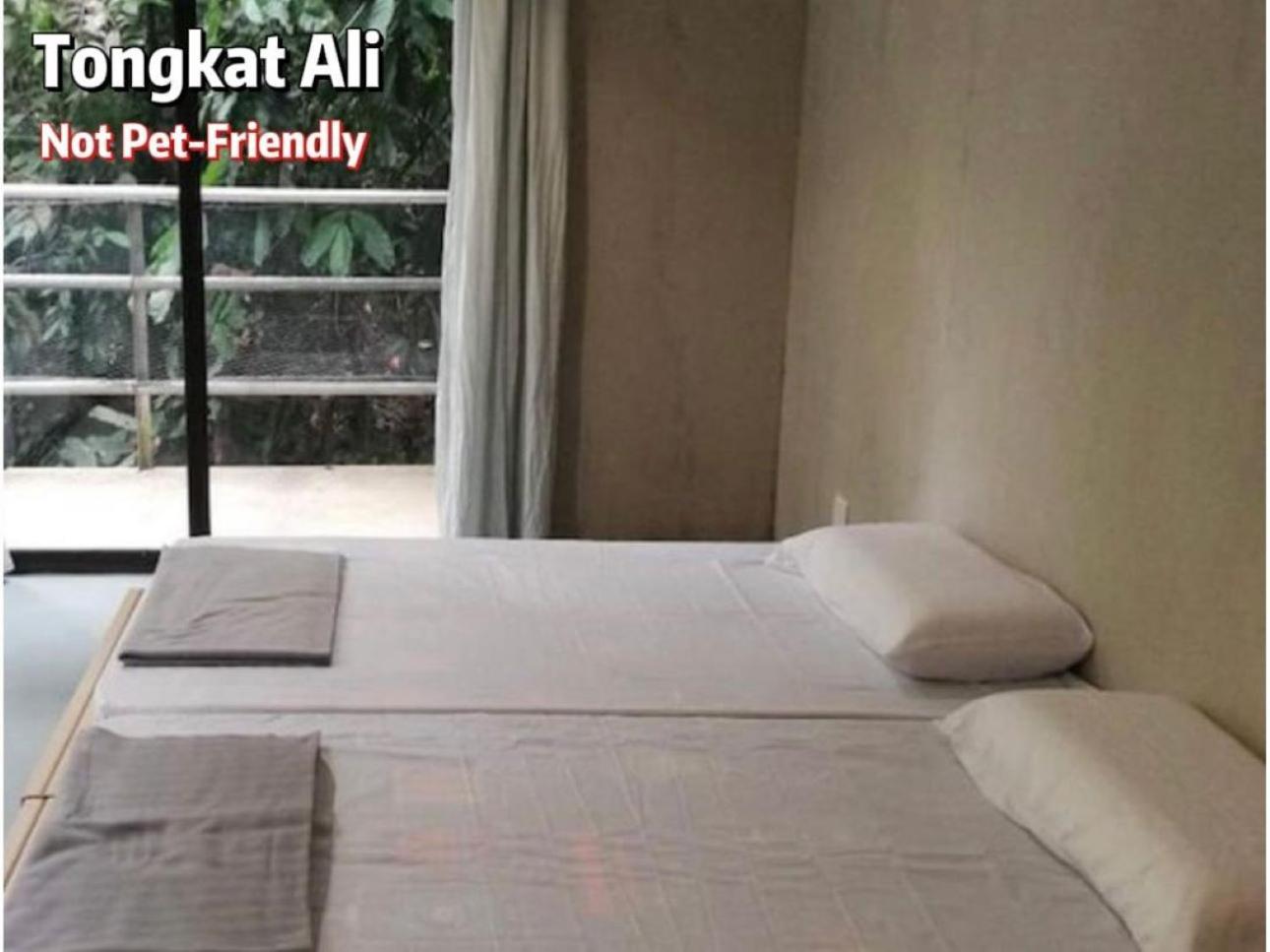 فندق Gibbon Retreat بينتونغ المظهر الخارجي الصورة