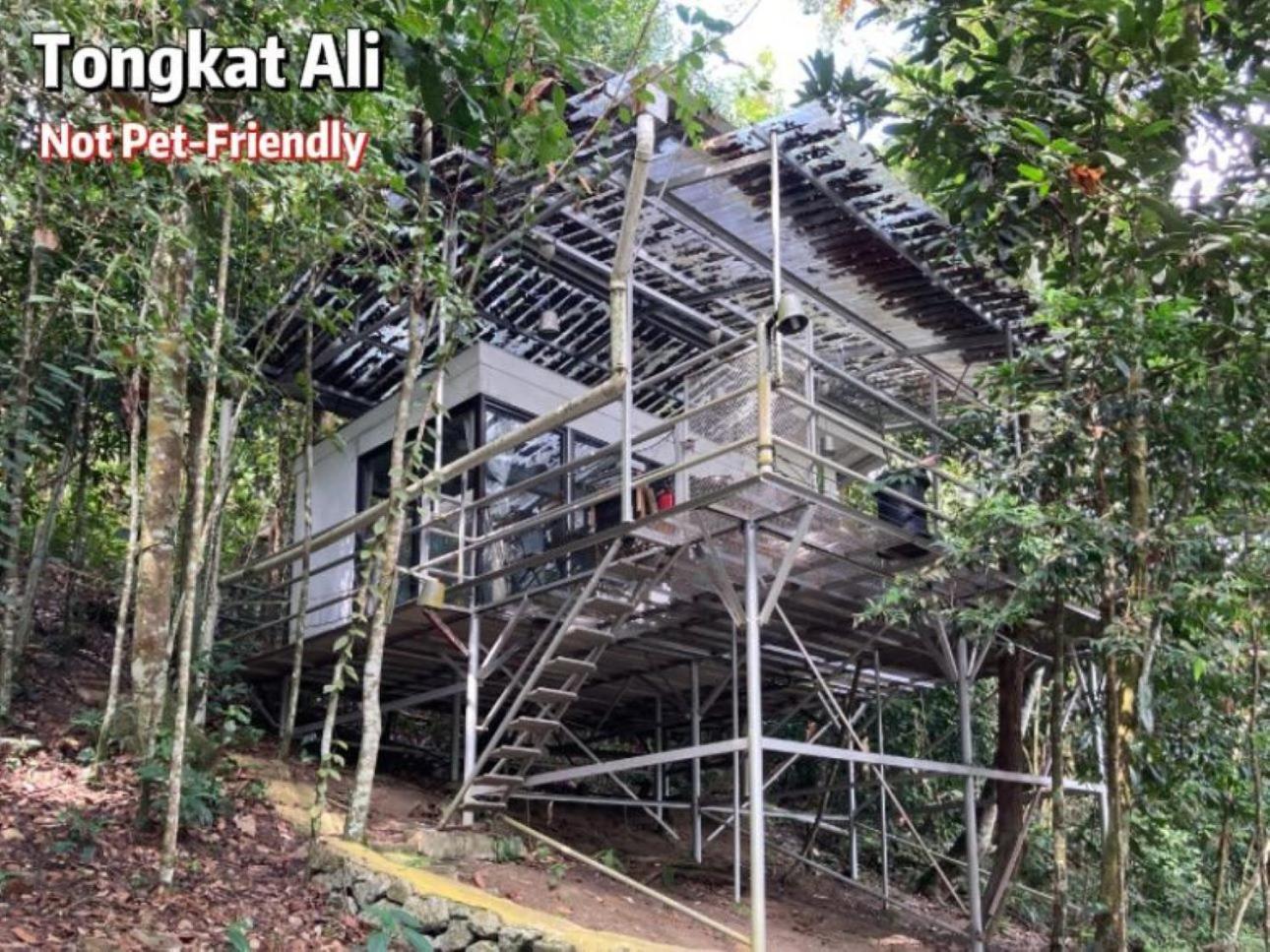 فندق Gibbon Retreat بينتونغ المظهر الخارجي الصورة
